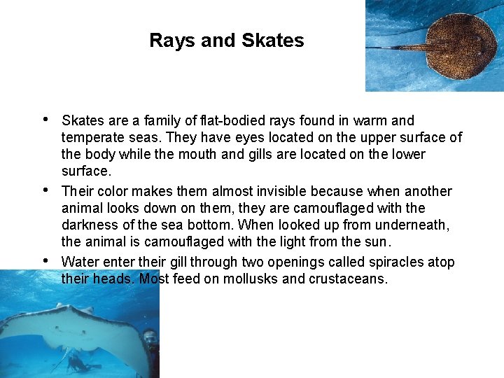 Rays and Skates • • • Skates are a family of flat-bodied rays found
