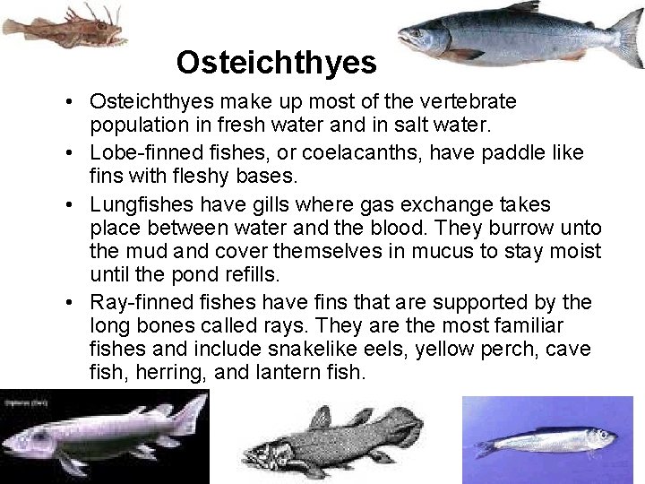 Osteichthyes • Osteichthyes make up most of the vertebrate population in fresh water and
