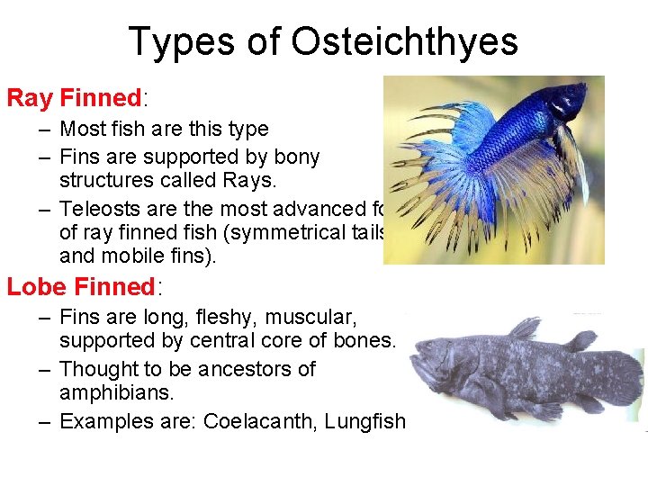 Types of Osteichthyes Ray Finned: – Most fish are this type – Fins are