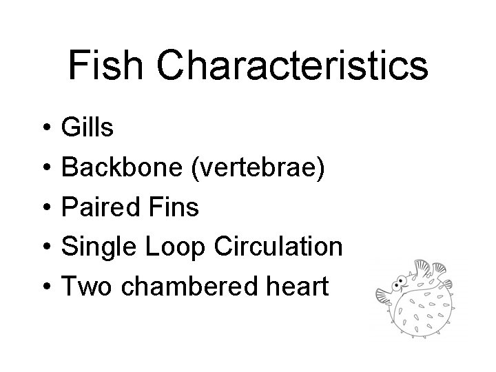 Fish Characteristics • • • Gills Backbone (vertebrae) Paired Fins Single Loop Circulation Two