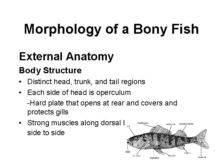 Morphology of a Bony Fish External Anatomy Body Structure • Distinct head, trunk, and
