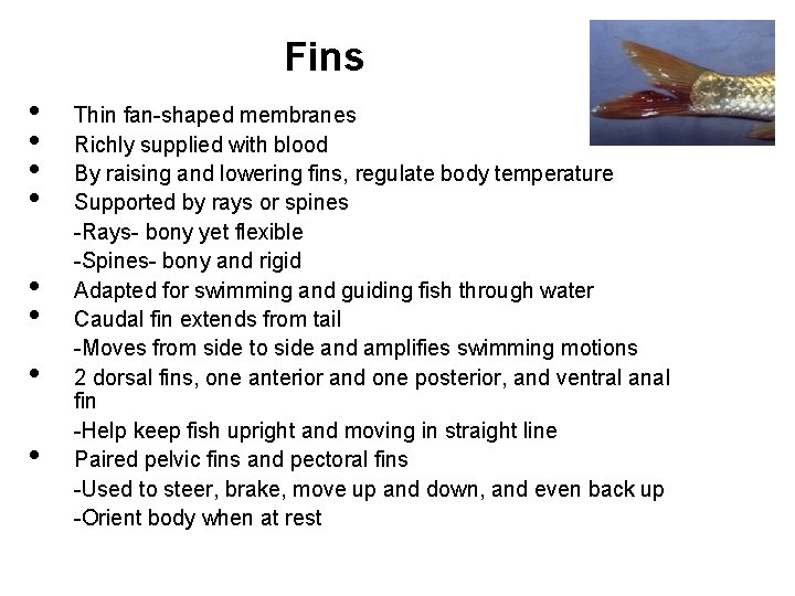 Fins • • Thin fan-shaped membranes Richly supplied with blood By raising and lowering