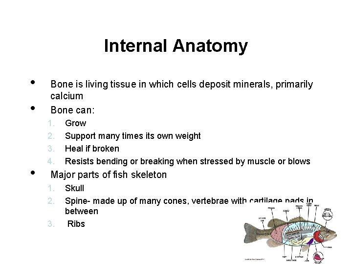 Internal Anatomy • • • Bone is living tissue in which cells deposit minerals,