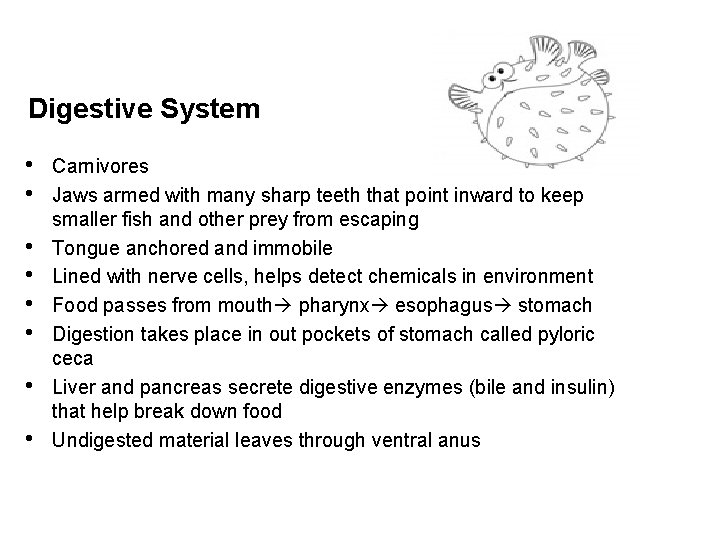 Digestive System • • Carnivores Jaws armed with many sharp teeth that point inward