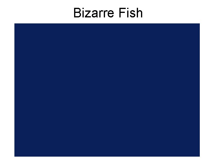 Bizarre Fish 