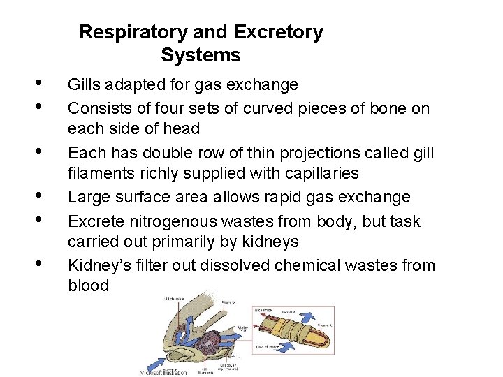 Respiratory and Excretory Systems • • • Gills adapted for gas exchange Consists of