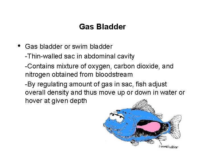 Gas Bladder • Gas bladder or swim bladder -Thin-walled sac in abdominal cavity -Contains