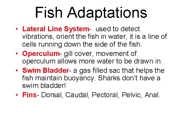 Fish Adaptations • Lateral Line System- used to detect vibrations, orient the fish in