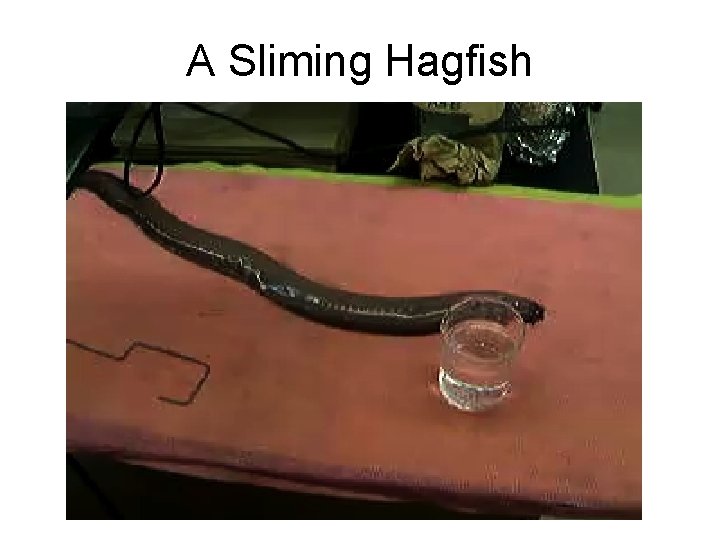 A Sliming Hagfish 