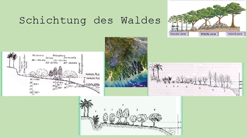 Schichtung des Waldes 