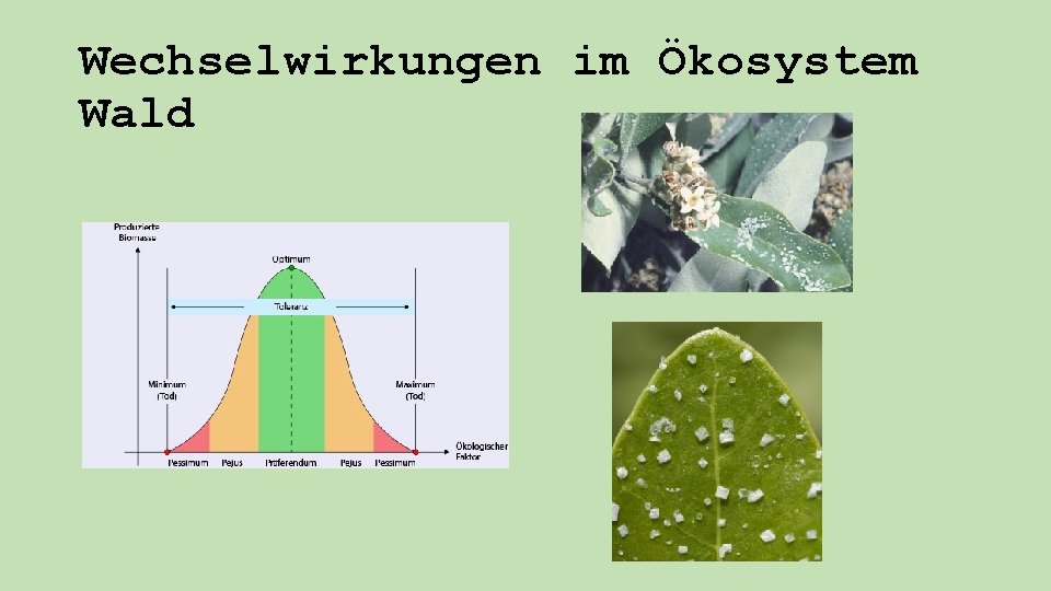 Wechselwirkungen im Ökosystem Wald 
