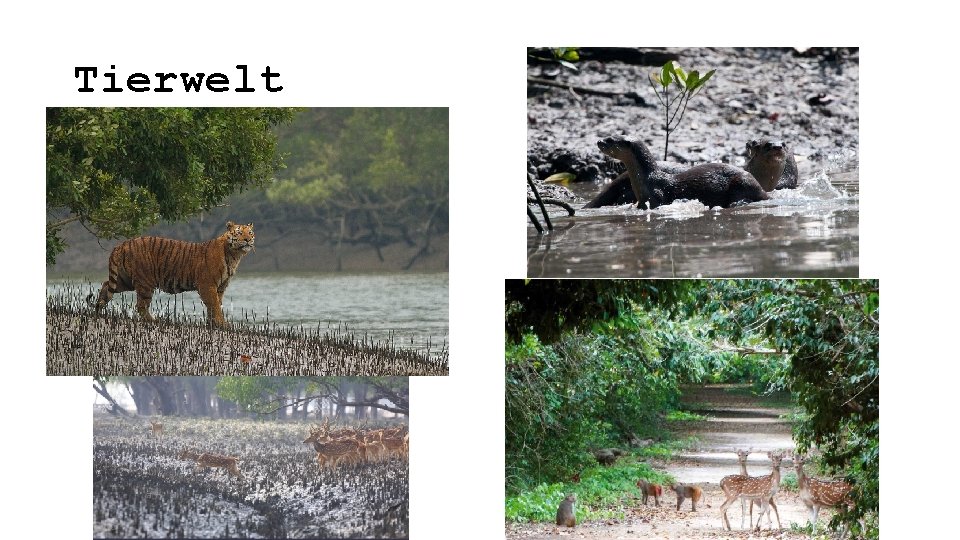 Tierwelt 