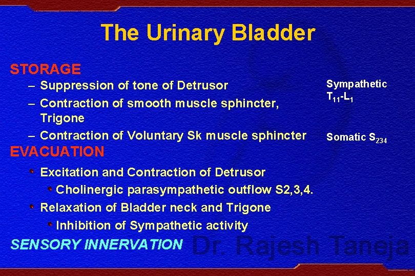 The Urinary Bladder STORAGE – Suppression of tone of Detrusor – Contraction of smooth