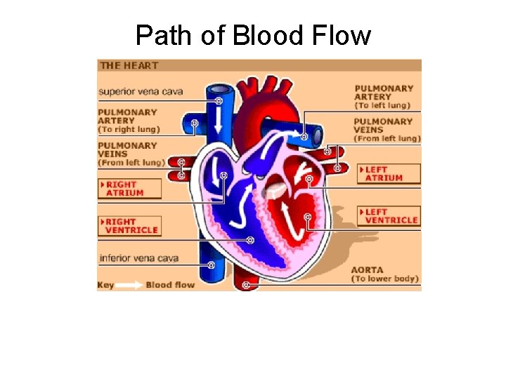 Path of Blood Flow  Path of Blood Flow