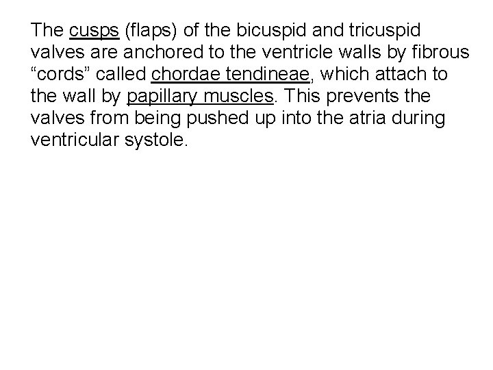 The cusps (flaps) of the bicuspid and tricuspid valves are anchored to the ventricle The cusps (flaps) of the bicuspid and tricuspid valves are anchored to the ventricle
