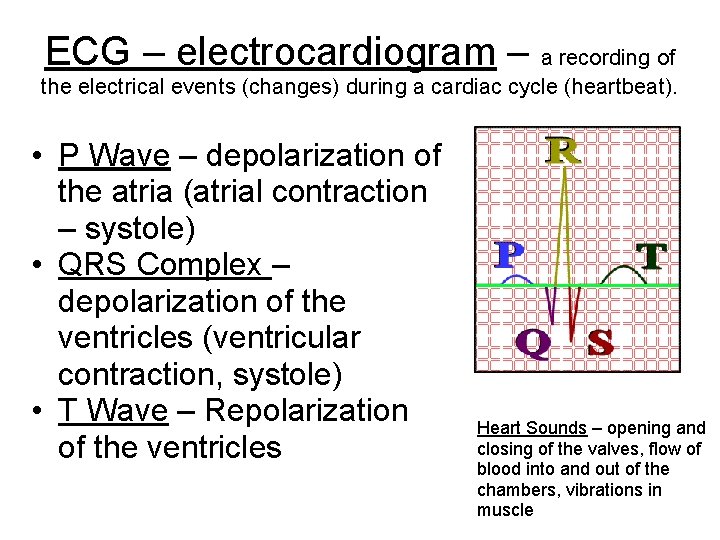 ECG – electrocardiogram – a recording of the electrical events (changes) during a cardiac ECG – electrocardiogram – a recording of the electrical events (changes) during a cardiac