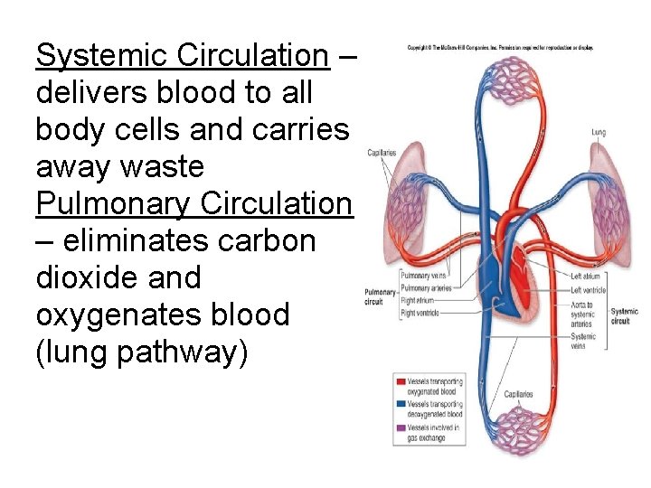 Systemic Circulation – delivers blood to all body cells and carries away waste Pulmonary Systemic Circulation – delivers blood to all body cells and carries away waste Pulmonary