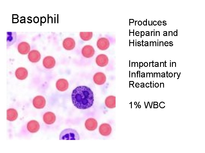 Basophil Produces Heparin and Histamines Important in Inflammatory Reaction 1% WBC  Basophil Produces Heparin and Histamines Important in Inflammatory Reaction 1% WBC