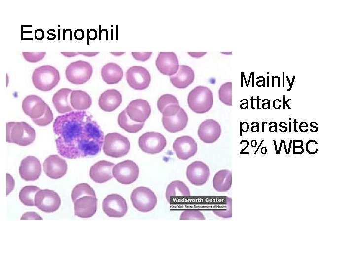 Eosinophil Mainly attack parasites 2% WBC  Eosinophil Mainly attack parasites 2% WBC