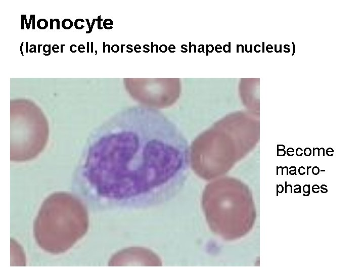 Monocyte (larger cell, horseshoe shaped nucleus) Become macrophages  Monocyte (larger cell, horseshoe shaped nucleus) Become macrophages