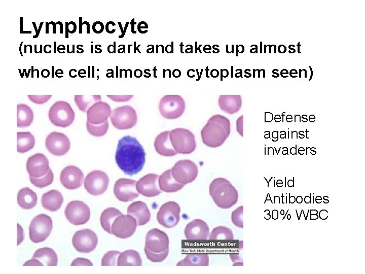Lymphocyte (nucleus is dark and takes up almost whole cell; almost no cytoplasm seen) Lymphocyte (nucleus is dark and takes up almost whole cell; almost no cytoplasm seen)