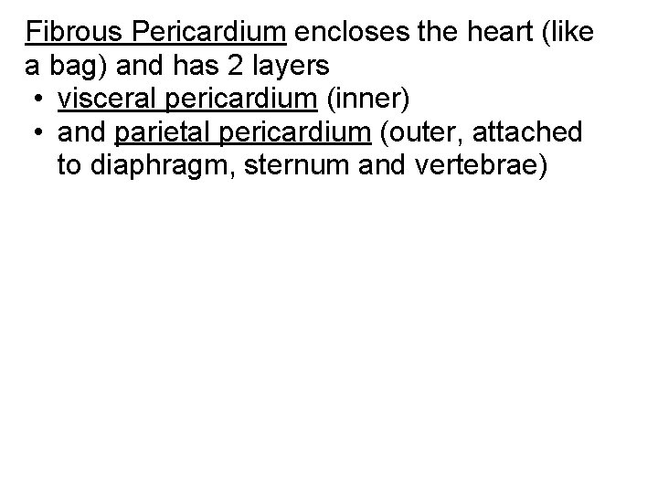 Fibrous Pericardium encloses the heart (like a bag) and has 2 layers • visceral Fibrous Pericardium encloses the heart (like a bag) and has 2 layers • visceral
