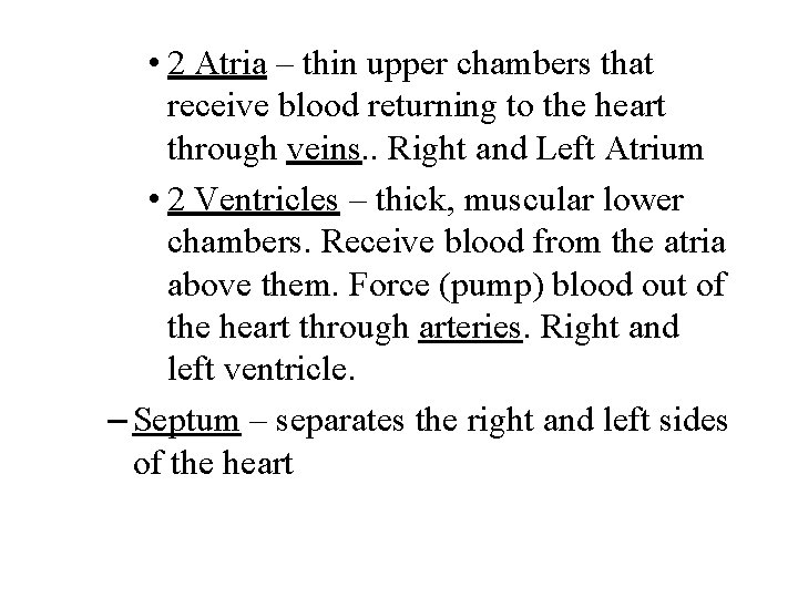 • 2 Atria – thin upper chambers that receive blood returning to the  • 2 Atria – thin upper chambers that receive blood returning to the