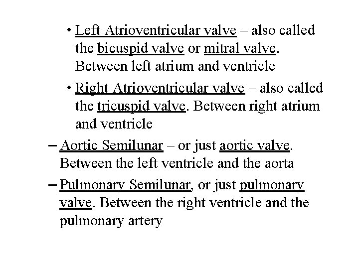 • Left Atrioventricular valve – also called the bicuspid valve or mitral valve.  • Left Atrioventricular valve – also called the bicuspid valve or mitral valve.