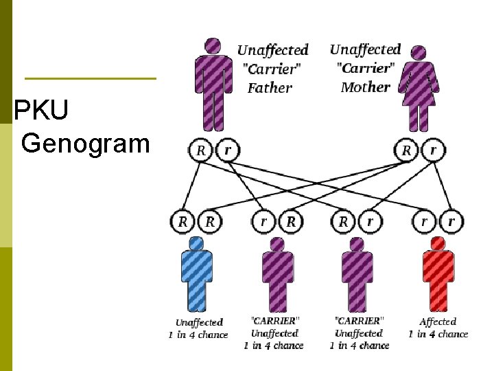 PKU Genogram Endocrine disorders 4 