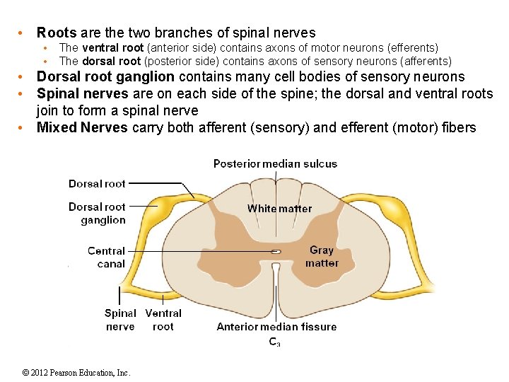  • Roots are the two branches of spinal nerves • • The ventral