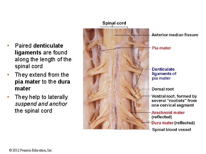 • Paired denticulate ligaments are found along the length of the spinal cord • Paired denticulate ligaments are found along the length of the spinal cord