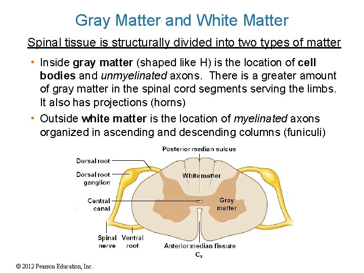 Gray Matter and White Matter Spinal tissue is structurally divided into two types of