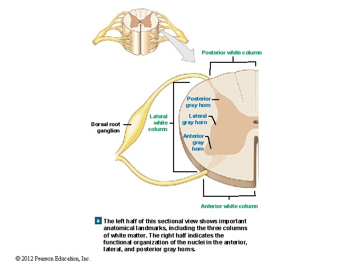 Posterior white column Posterior gray horn Dorsal root ganglion Lateral white column Lateral gray