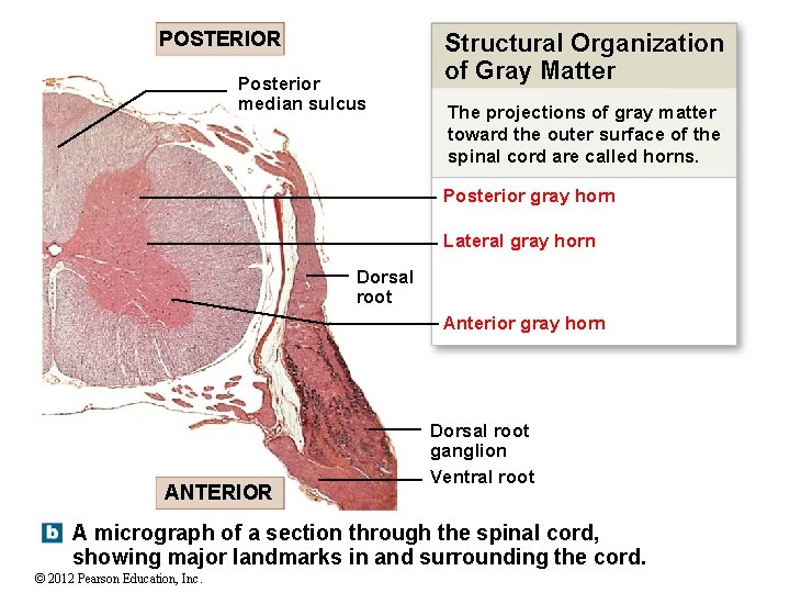 POSTERIOR Posterior median sulcus Structural Organization of Gray Matter The projections of gray matter