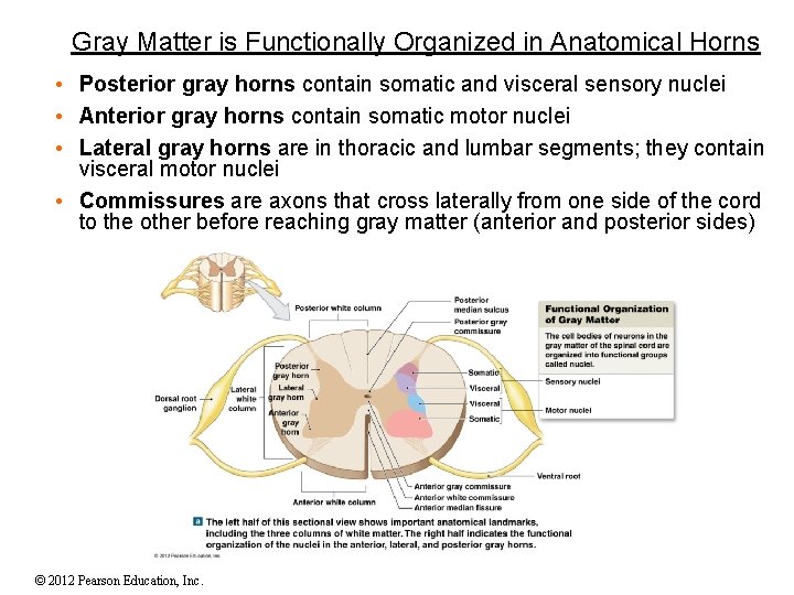 Gray Matter is Functionally Organized in Anatomical Horns • Posterior gray horns contain somatic Gray Matter is Functionally Organized in Anatomical Horns • Posterior gray horns contain somatic