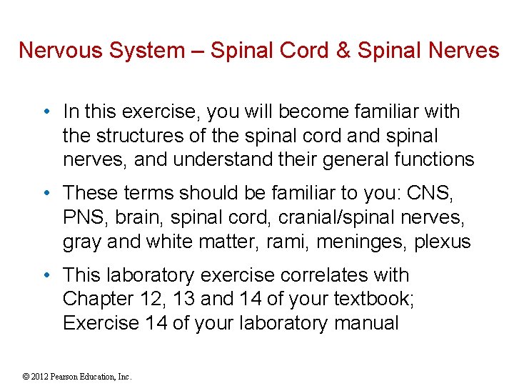 Nervous System – Spinal Cord & Spinal Nerves • In this exercise, you will