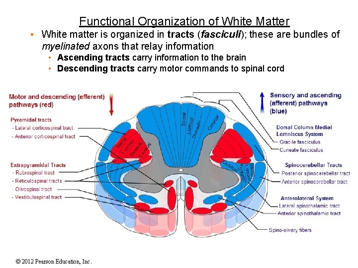 Functional Organization of White Matter • White matter is organized in tracts (fasciculi); these