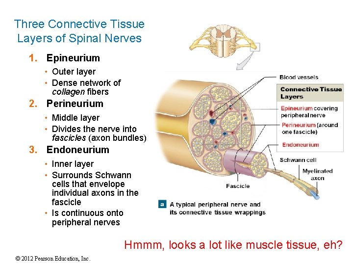 Three Connective Tissue Layers of Spinal Nerves 1. Epineurium • Outer layer • Dense