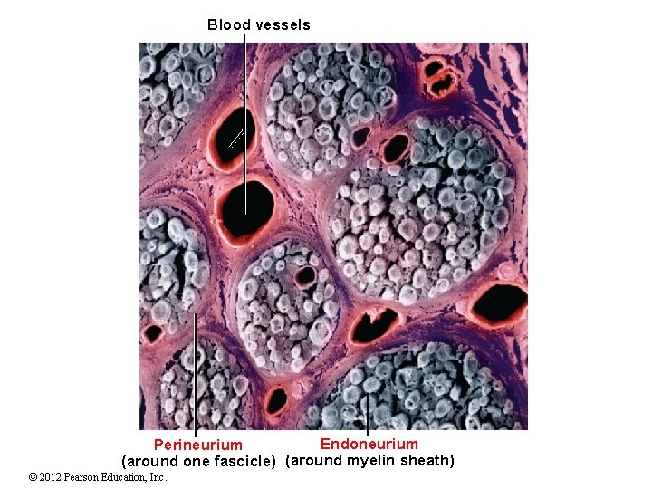 Blood vessels Endoneurium Perineurium (around one fascicle) (around myelin sheath) © 2012 Pearson Education, Blood vessels Endoneurium Perineurium (around one fascicle) (around myelin sheath) © 2012 Pearson Education,