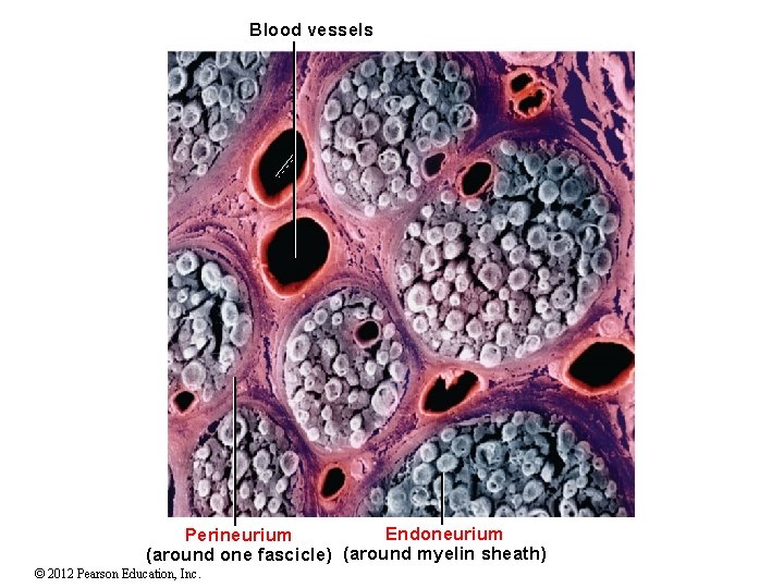 Blood vessels Endoneurium Perineurium (around one fascicle) (around myelin sheath) © 2012 Pearson Education,