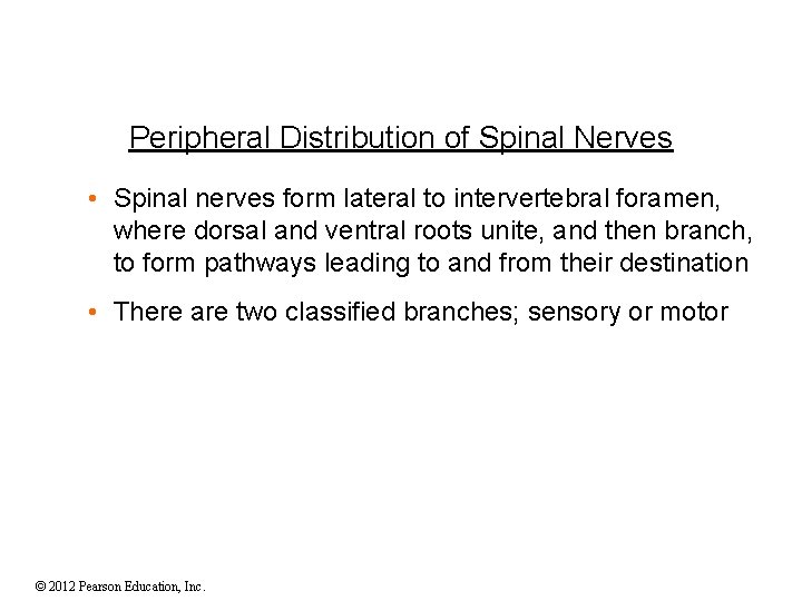 Peripheral Distribution of Spinal Nerves • Spinal nerves form lateral to intervertebral foramen, where