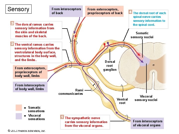 Sensory From interoceptors of back From exteroceptors, proprioceptors of back The dorsal ramus carries Sensory From interoceptors of back From exteroceptors, proprioceptors of back The dorsal ramus carries