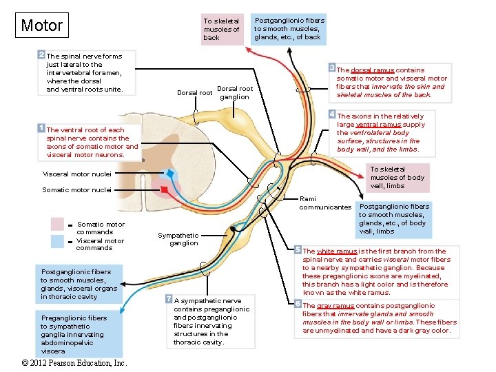 Motor To skeletal muscles of back The spinal nerve forms just lateral to the Motor To skeletal muscles of back The spinal nerve forms just lateral to the