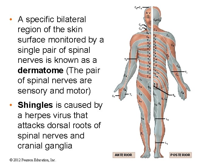 C 2 C 3 • A specific bilateral region of the skin surface monitored