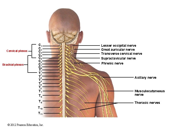 Cervical plexus Brachial plexus C 1 C 2 C 3 C 4 C 5 Cervical plexus Brachial plexus C 1 C 2 C 3 C 4 C 5