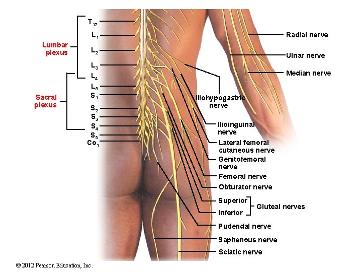 T 12 L 1 Lumbar plexus Sacral plexus Radial nerve L 2 L 3