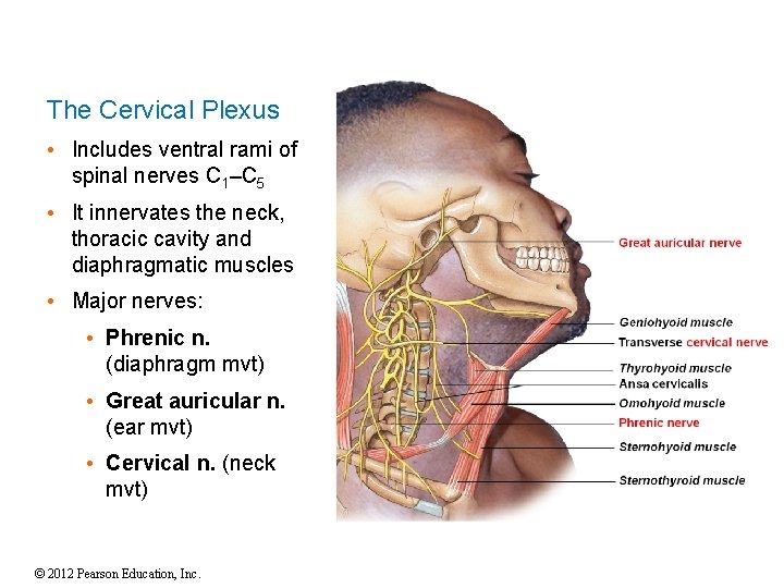The Cervical Plexus • Includes ventral rami of spinal nerves C 1–C 5 •