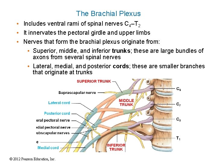 The Brachial Plexus • Includes ventral rami of spinal nerves C 4–T 2 •