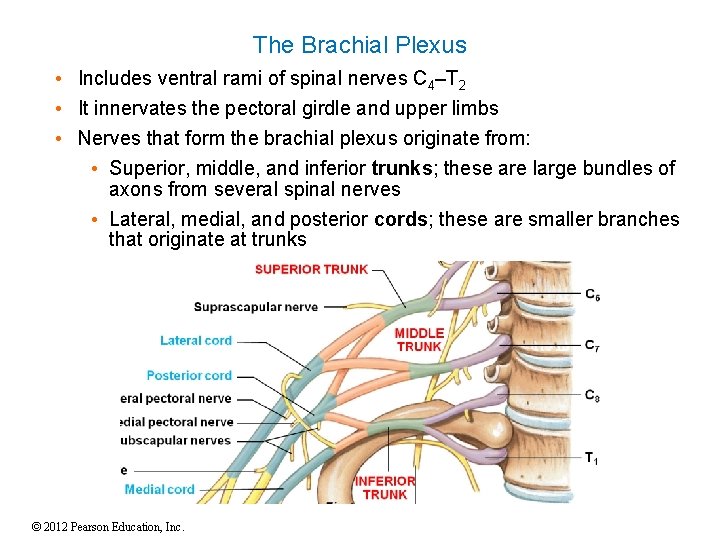 The Brachial Plexus • Includes ventral rami of spinal nerves C 4–T 2 • The Brachial Plexus • Includes ventral rami of spinal nerves C 4–T 2 •