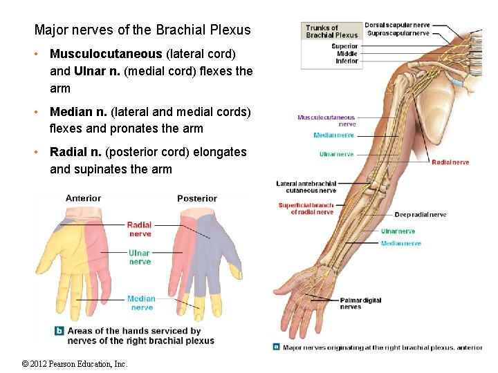 Major nerves of the Brachial Plexus • Musculocutaneous (lateral cord) and Ulnar n. (medial